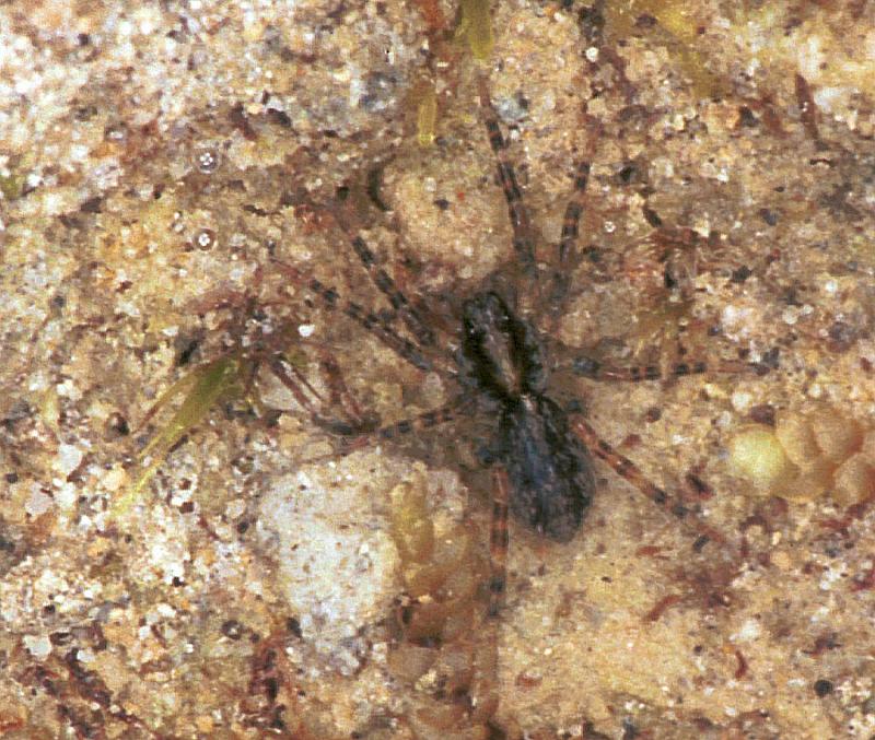 Segestria_ZZ256_F2387_O_75_HW 43 _Nieuw-Zeeland.jpg